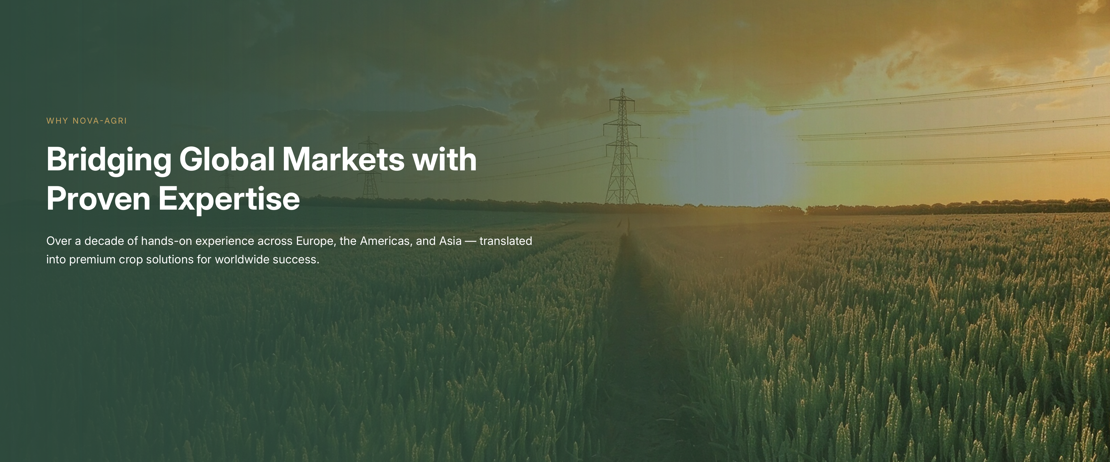 Green wheat field at sunset with power lines on the horizon