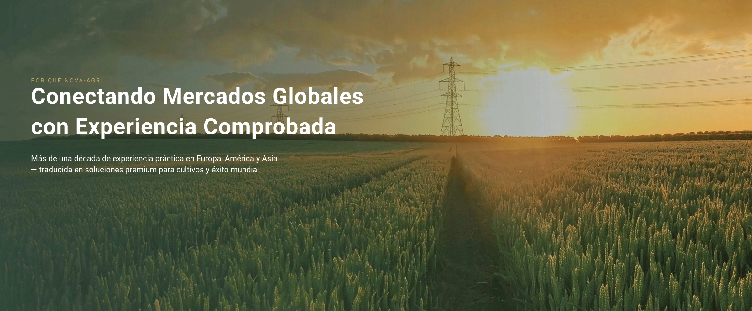 Campo de trigo verde al atardecer con torres eléctricas en el horizonte