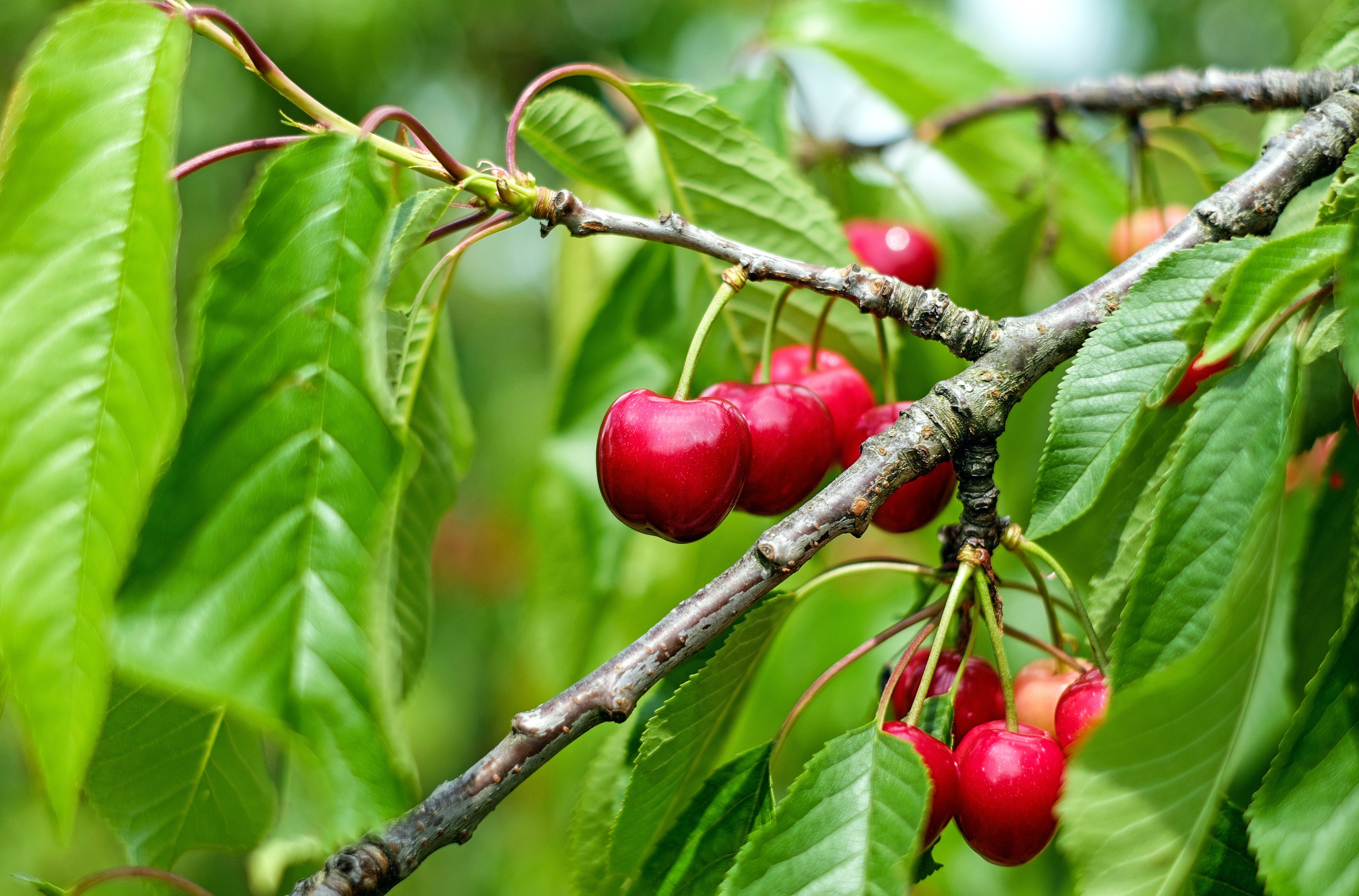 Plant growth regulator products