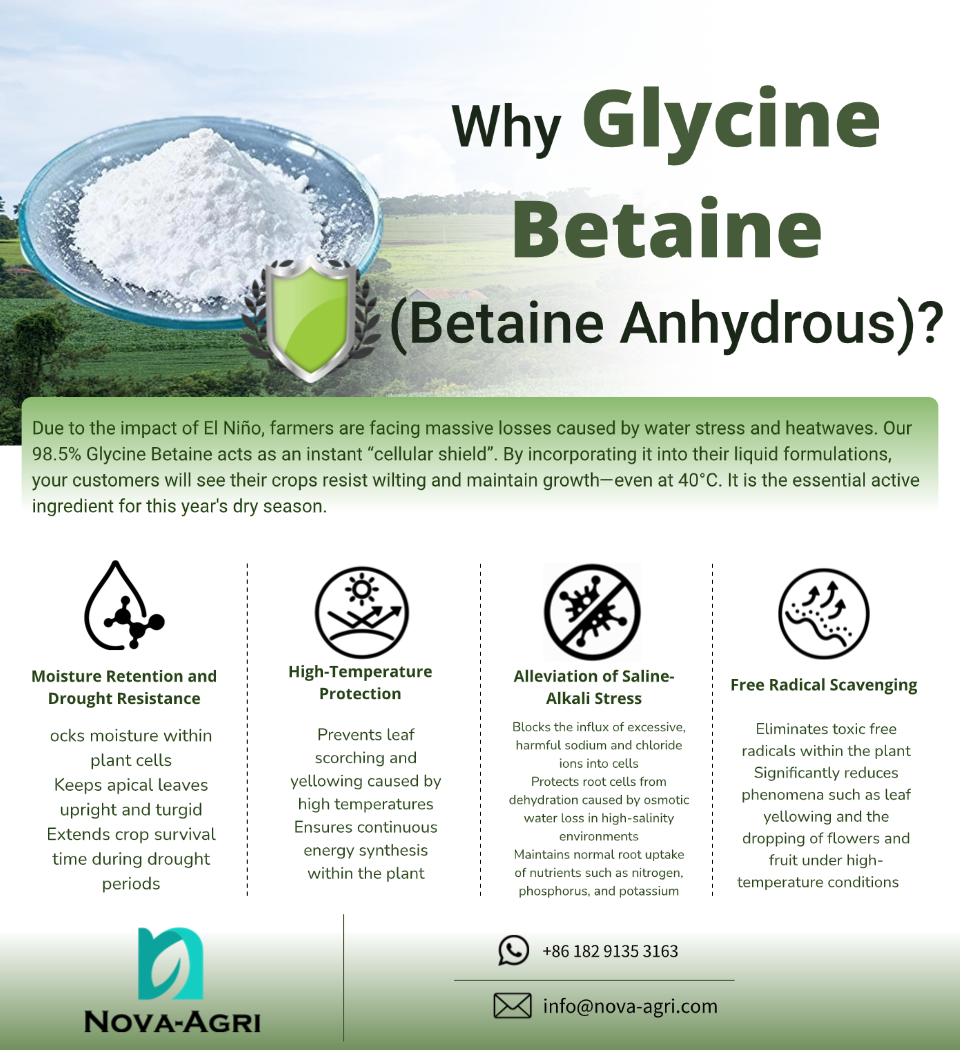 Polvo de glicina betaína al 98 % de alta pureza, bioestimulante vegetal para el manejo del estrés por sequía y calor, suministrado directamente por el fabricante.