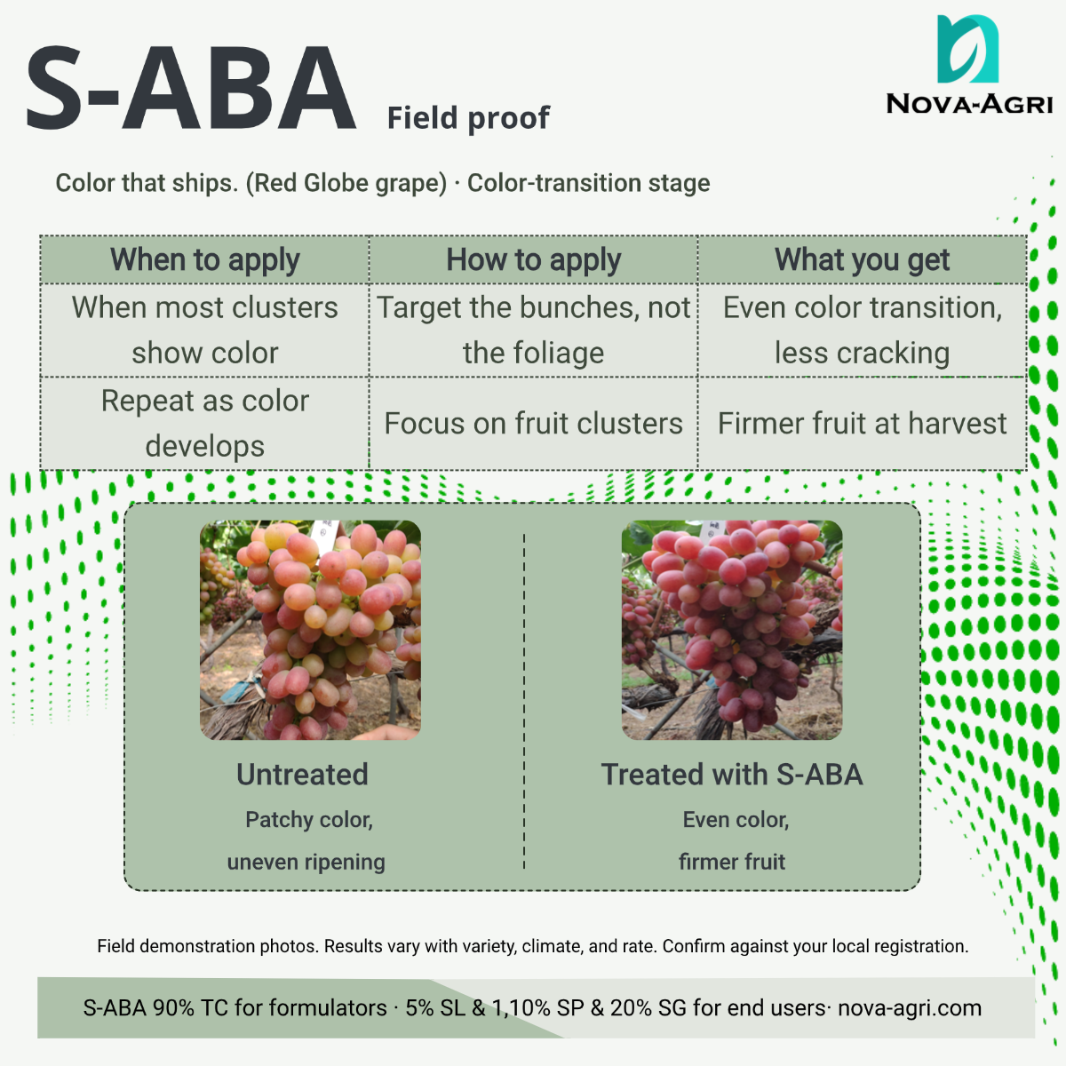Field comparison of Red Globe grapes: before and after S-ABA application during veraison, showing more uniform red coloration.