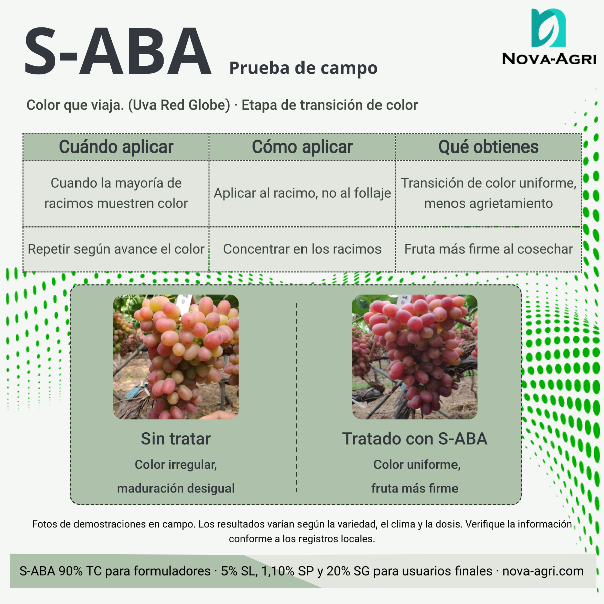 Comparación a campo de uva Red Globe: antes y después de la aplicación de S-ABA en envero, mostrando coloración roja más uniforme.