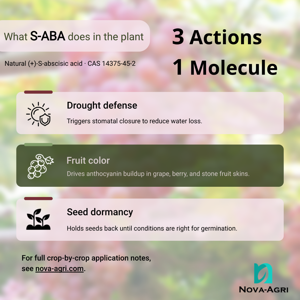 Three key functions of S-ABA (S-abscisic acid) in crops: drought defense, fruit color development, and seed dormancy.