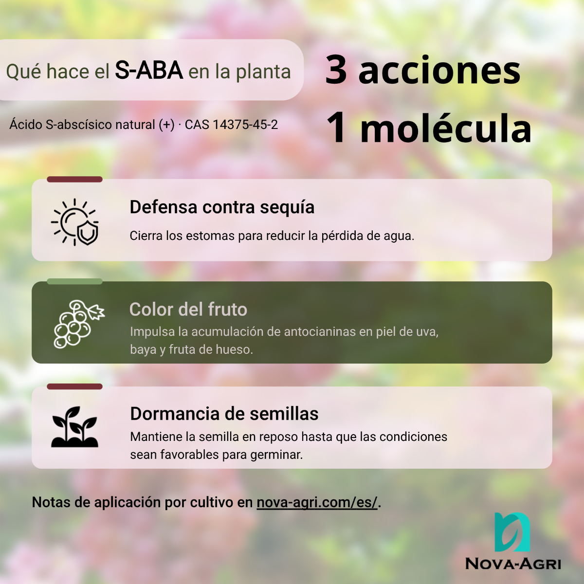 Tres funciones clave del S-ABA (ácido abscísico) en los cultivos: defensa contra la sequía, desarrollo del color del fruto y latencia de la semilla.