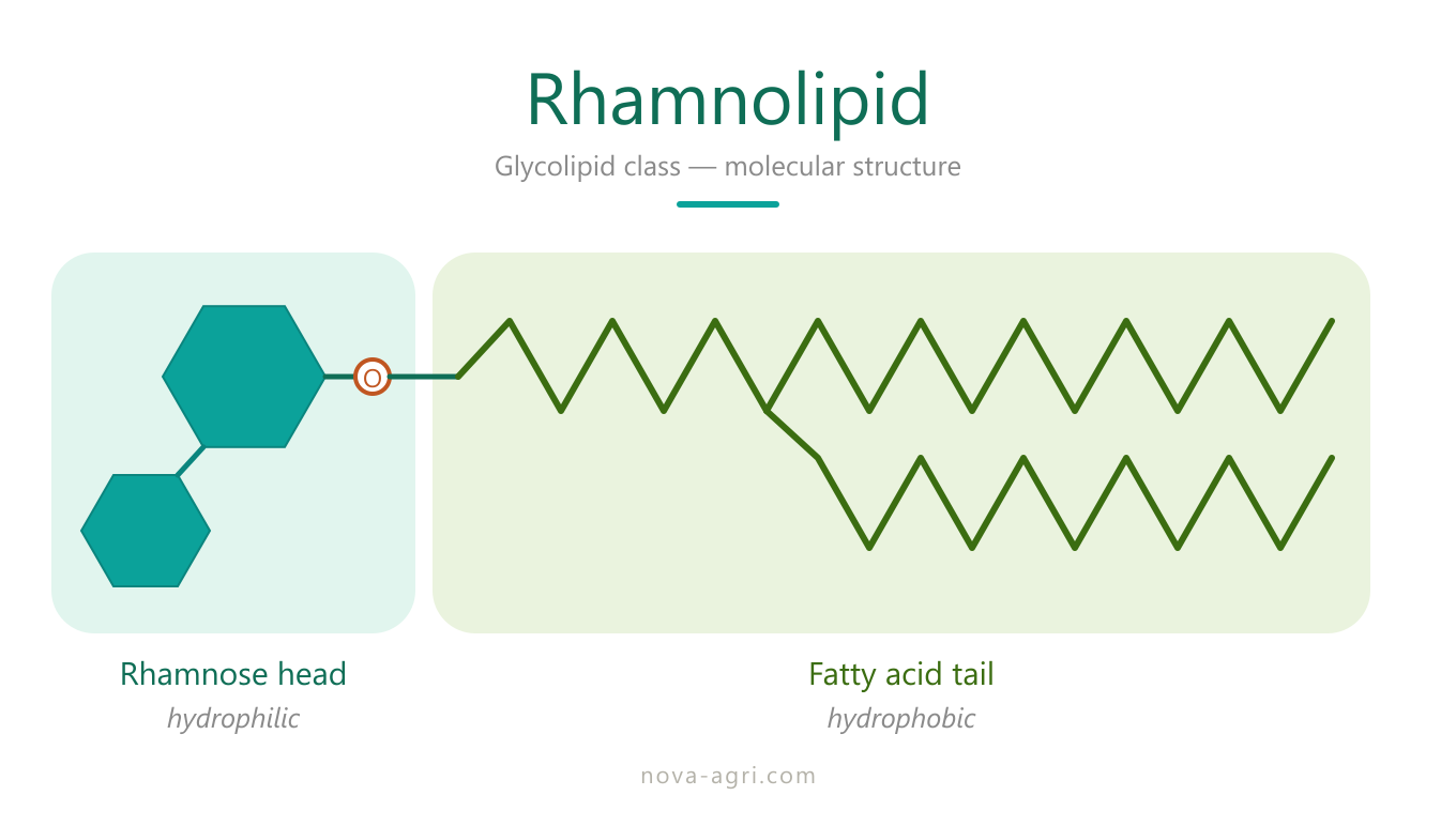 Molecular structure of rhamnolipid biosurfactant with rhamnose head and fatty-acid tail