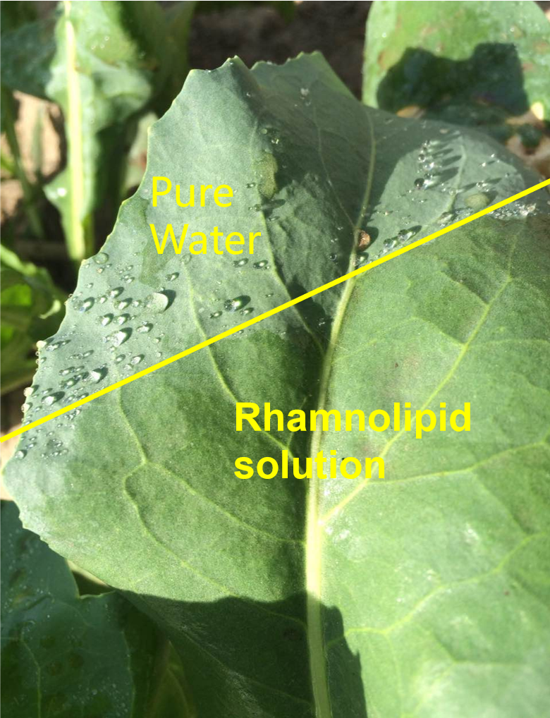 Water droplet beading on a leaf surface versus rhamnolipid biosurfactant solution spreading evenly — wetting and spreading comparison