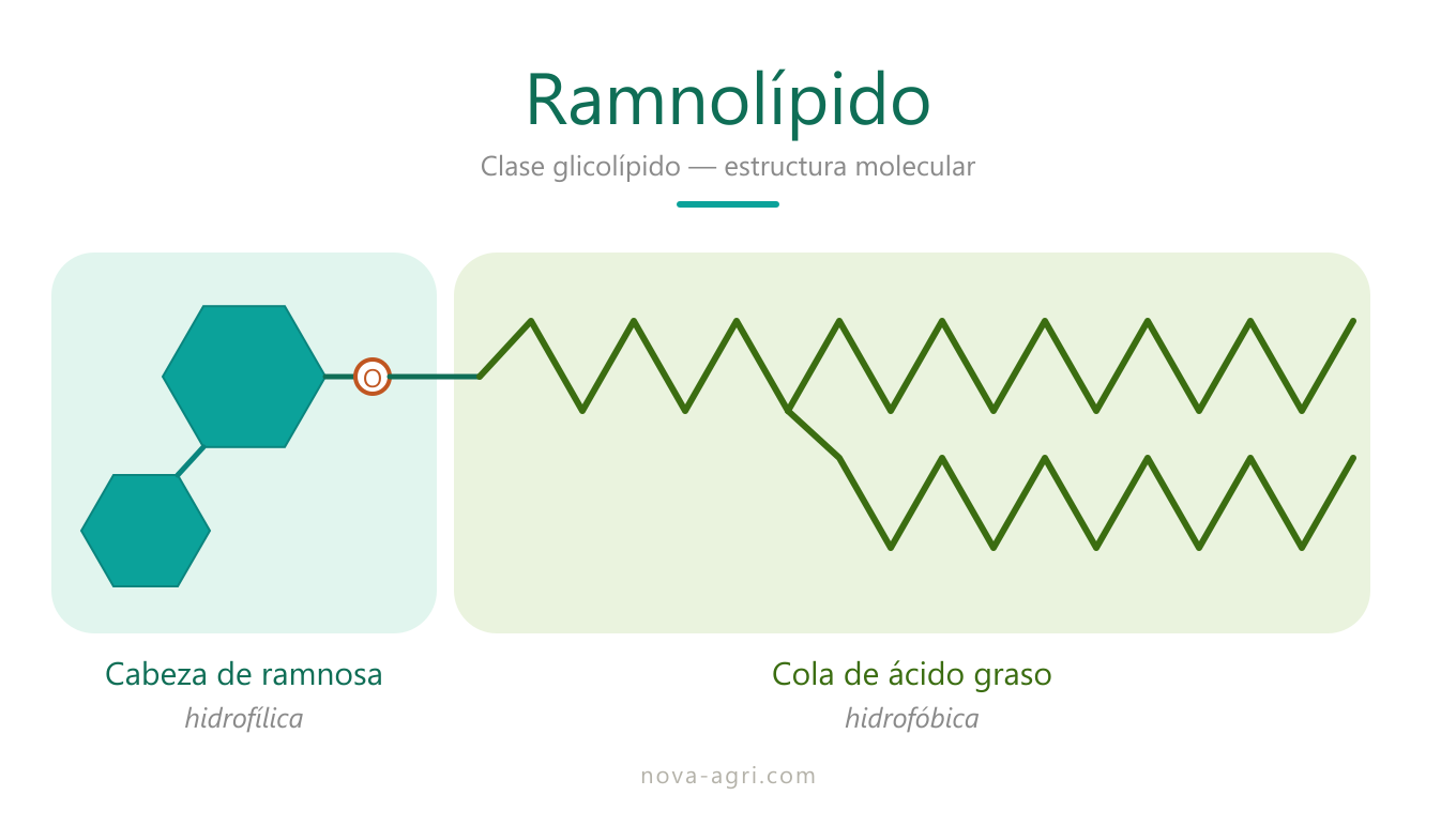 Estructura molecular del ramnolípido con cabeza de ramnosa y cola de ácido graso