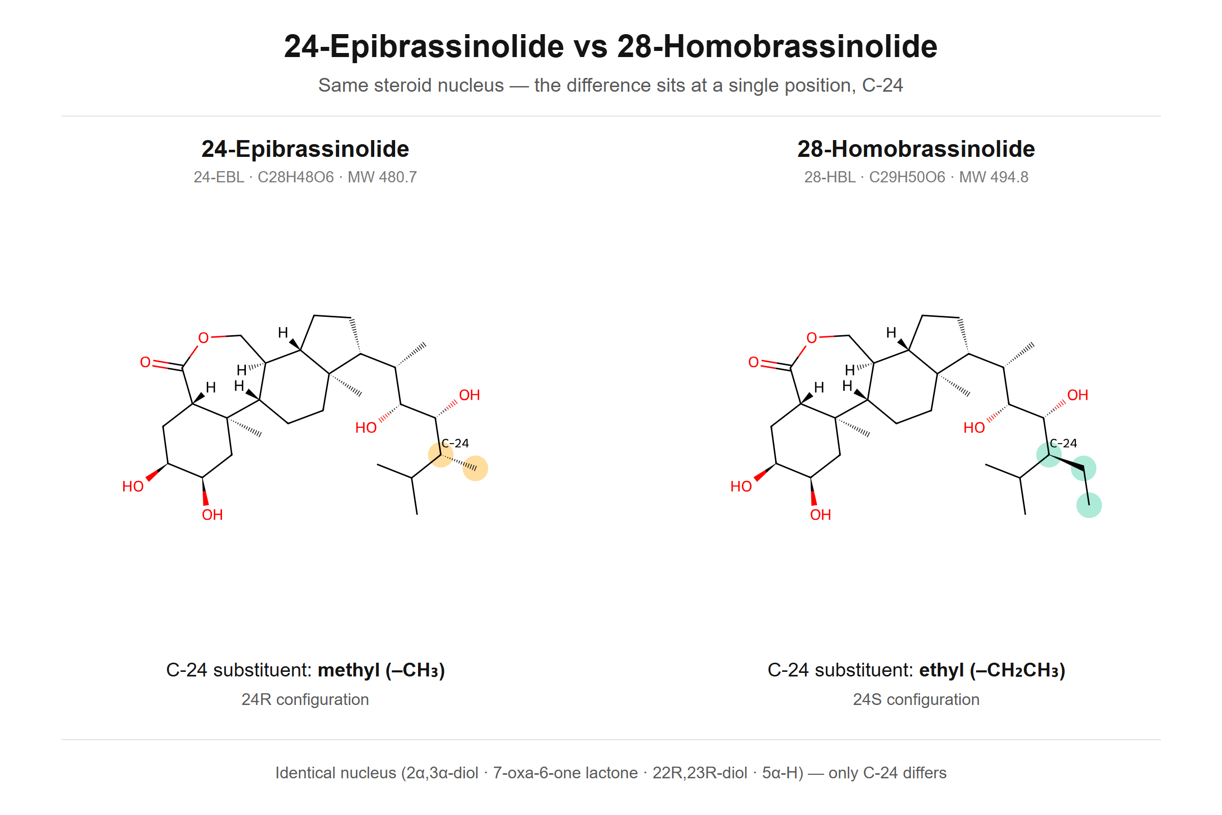 Chemical structures of 24-epibrassinolide and 28-homobrassinolide side by side, highlighting the C-24 side chain: a methyl group in 24-EBL versus an ethyl group in 28-HBL