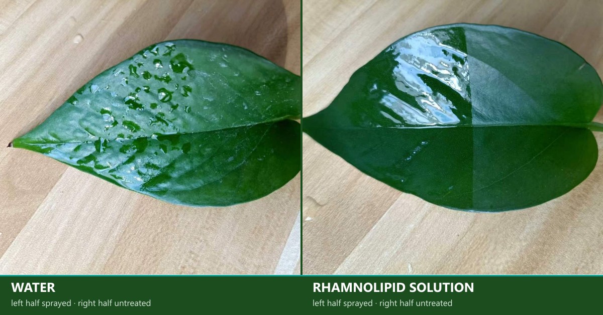 Water droplets beading on the sprayed half of a leaf versus rhamnolipid solution spreading into an even film — real leaf wetting comparison