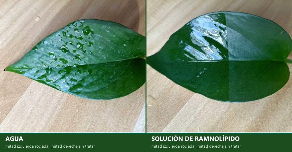 Gotas de agua perlando en la mitad rociada de una hoja frente a la solución de ramnolípido extendiéndose en una película uniforme — comparación real de mojabilidad